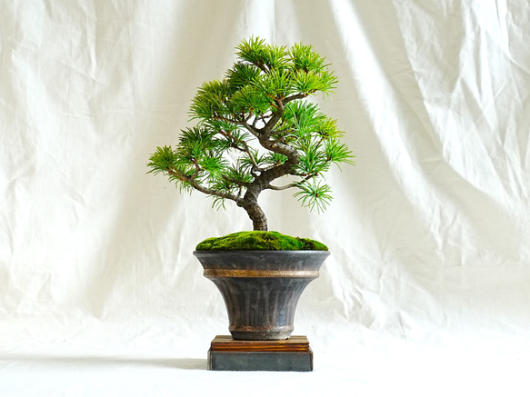 石井盆栽】五葉松（ごようまつ）＊コラボ鉢 盆栽 石井盆栽 通販