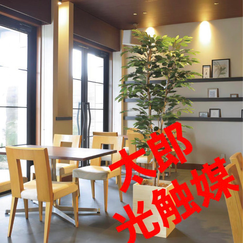 光触媒 人工観葉植物 フェイクグリーン ウッドボックスベンジャミン1.8