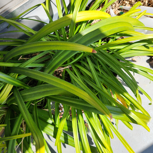 アンティーク キャリックマクロスレース 花と蓮 百合紋アップリケ 籠編みドイリー アンティーク クロッシェレースドイリー 四角×4つのお花