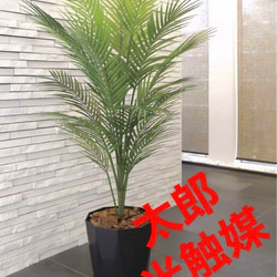 盆栽 『ブナ』 和風 インテリア 紅葉 園芸 ガーデニング オブジェ 観葉