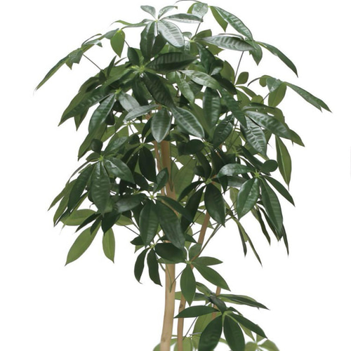 光触媒 人工観葉植物 フェイクグリーン ウッドボックスパキラ1.6m