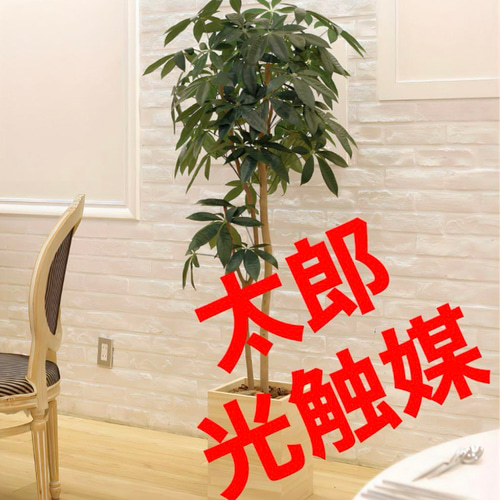 光触媒 人工観葉植物 フェイクグリーン ウッドボックスパキラ1.6m