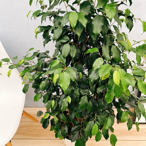 現品］フィカス ベンジャミン ブラック 8号 観葉植物 大型 室内