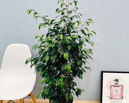 46ea74dd345335bc6435cb536f34cc