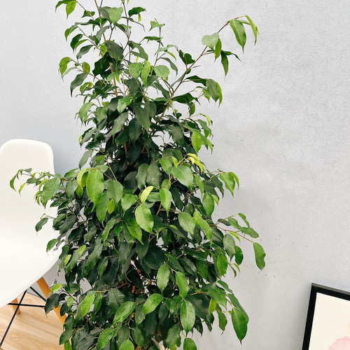 現品］フィカス ベンジャミン ブラック 8号 観葉植物 大型 室内