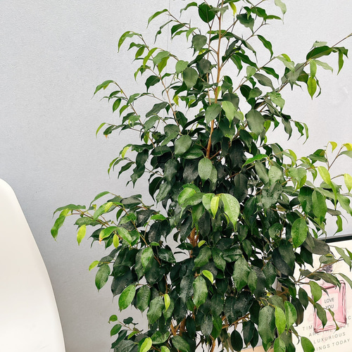 フィカス・ベンジャミン・ブラック ゴムの木 観葉植物 鉢下より140cm 8ef5d7320e397e5a8f32da76f75da3