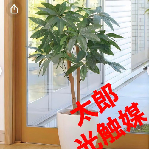 光触媒 人工観葉植物 ウォールグリーン フェイクグリーン パキラ90m