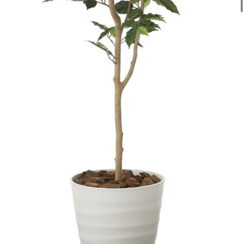 光触媒 人工観葉植物 フェイクグリーン ベンジャミン 高さ 1.6m その他  