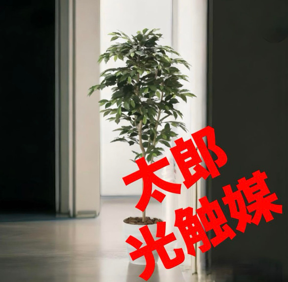 光触媒 人工観葉植物 フェイクグリーン ベンジャミン 高さ 1.6m その他  
