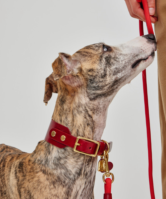 プレミアム・オーダーメイドレザー首輪 for 中型犬、大型犬 