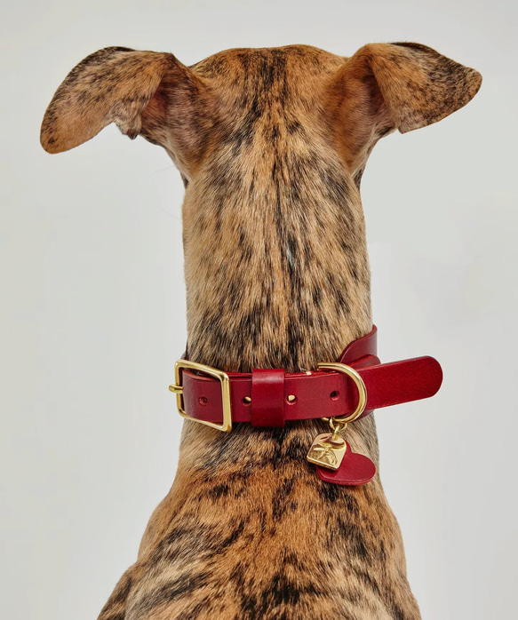 プレミアム・オーダーメイドレザー首輪 for 中型犬、大型犬 