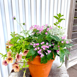 ユーカリ グニー アンティーク風テラコッタ鉢植え 苗 盆栽 fleurir