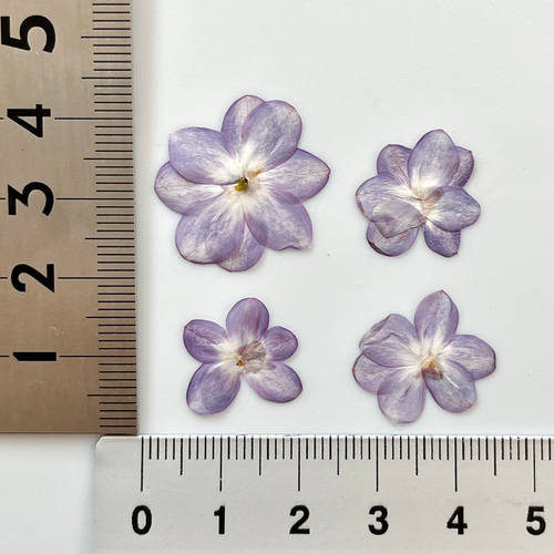 押し花】ライラック（八重咲き）50輪 素材 花材 レジン キャンドル