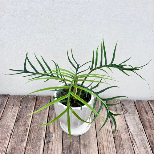 希少種 フィロデンドロン トータム