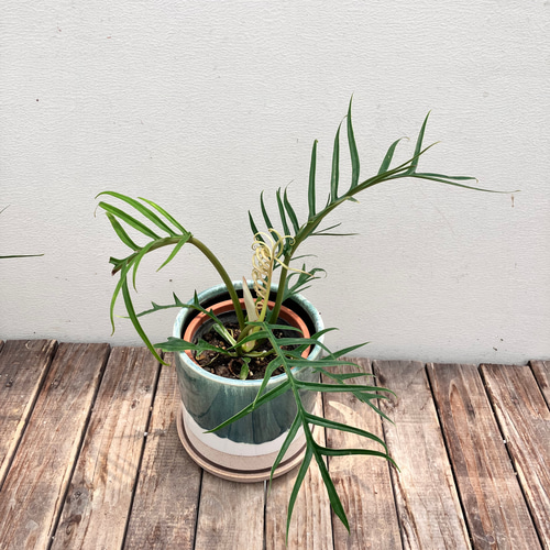 フィロデンドロン＊トータム＊希少種＊観葉植物＊オシャレな陶器鉢