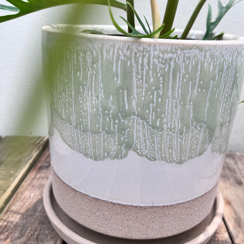 フィロデンドロン＊トータム＊希少種＊観葉植物＊オシャレな陶器鉢