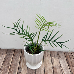 希少 フィロデンドロン トータム アルボ フィロデンドロン＊トータム＊希少種＊観葉植物＊オシャレな陶器鉢