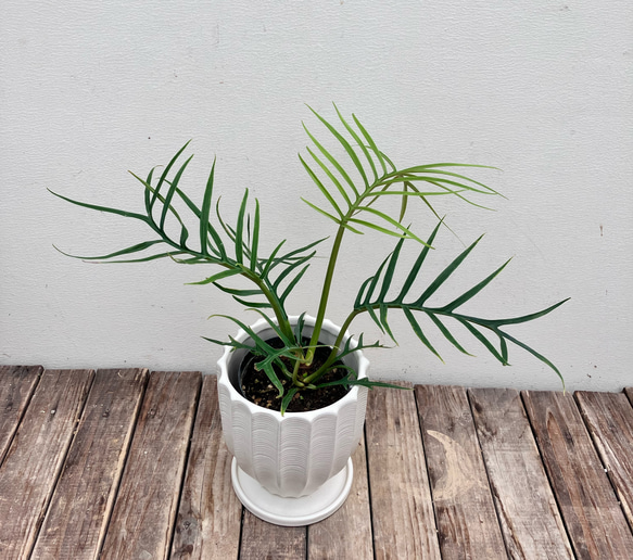 フィロデンドロン＊トータム＊希少種＊観葉植物＊オシャレな陶器鉢