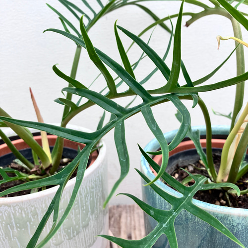 フィロデンドロン＊トータム＊希少種＊観葉植物＊オシャレな陶器鉢