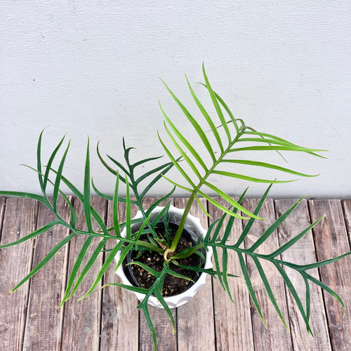 フィロデンドロン＊トータム＊希少種＊観葉植物＊オシャレな陶器鉢