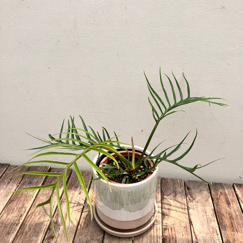 希少 フィロデンドロン トータム アルボ フィロデンドロン＊トータム＊希少種＊観葉植物＊オシャレな陶器鉢