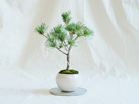 五葉松（ごようまつ）｜小品盆栽】模様木 樹高約25cm 重厚な幹肌