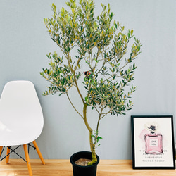 現品］30番 創樹 オリーブ ミッション 8号 観葉植物 ベランダ SOUJU