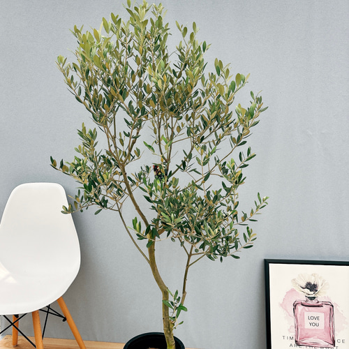 現品］30番 創樹 オリーブ ミッション 8号 観葉植物 ベランダ SOUJU