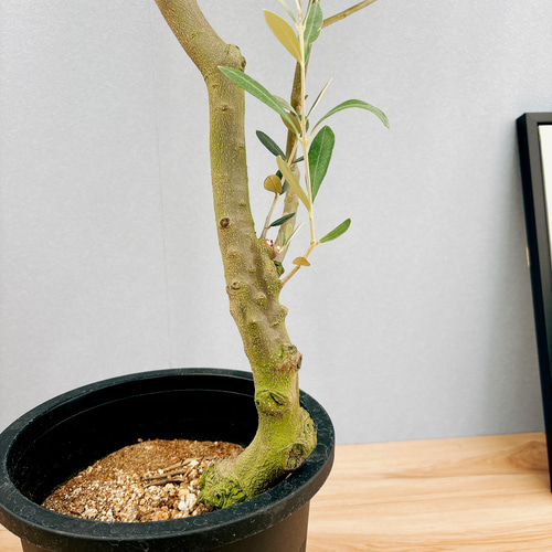 現品］30番 創樹 オリーブ ミッション 8号 観葉植物 ベランダ SOUJU