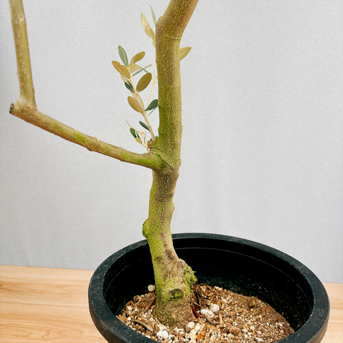 オリーブの木【引取り限定】 オリーブの木 ミッション【引取り限定