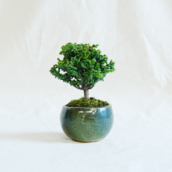 山*己様 手のひらサイズ 、小品石化檜極太盆栽 盆栽・石化檜 Bonsai Japanese Cypress・Sekahinoki
