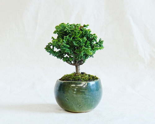 盆栽　ミニ盆栽　小品盆栽　石化ヒノキ 石化檜】 #bonsai #bonsái #盆栽 #ミニ盆栽 #檜 #ヒノキ