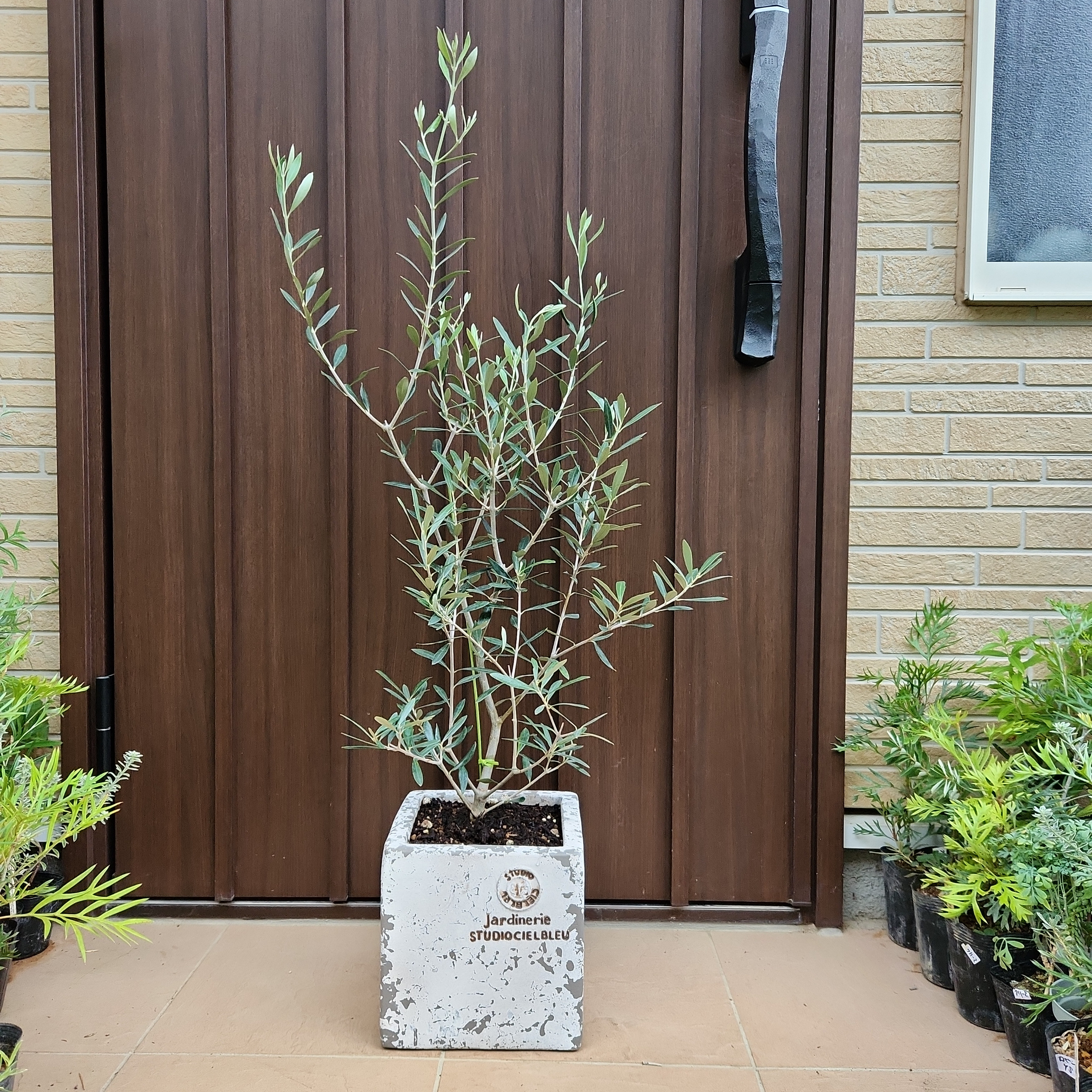 大きめ♪オリーブの木 エルグレコ スクエア型テラコッタ鉢植え 苗