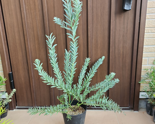 再販☆アカシアブルーブッシュ 大きめ♪鉢植え ミモザ苗 ロック