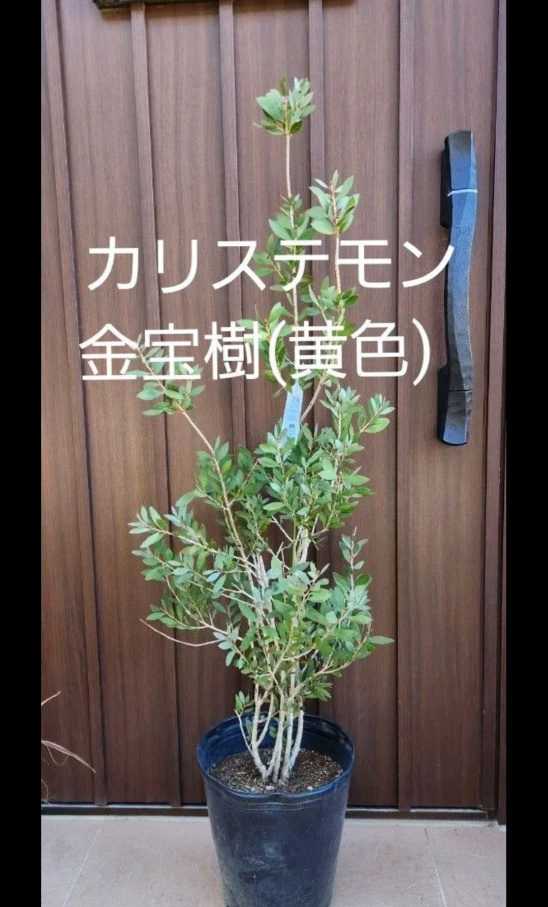 希少品種‼️ 黄色いブラシの木（花芽沢山有り） 希少品種‼️ 黄色いブラシの木（花芽沢山有り） - メルカリ