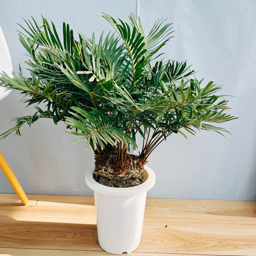［現品］☆おすすめ☆ ザミア　フロリダーナ　7号　蘇轍　観葉植物　レア　細葉 現品］☆おすすめ☆ ザミア フロリダーナ 7号 蘇轍 観葉植物