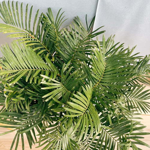 現品］☆おすすめ☆ ザミア フロリダーナ 7号 蘇轍 観葉植物