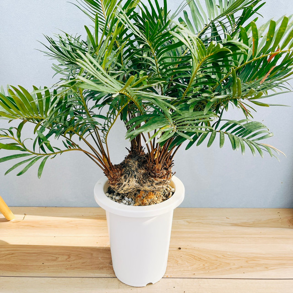 ［現品］☆おすすめ☆ ザミア　フロリダーナ　7号　蘇轍　観葉植物　レア　細葉 現品］☆おすすめ☆ ザミア フロリダーナ 7号 蘇轍 観葉植物