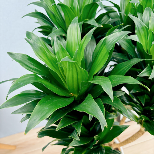 現品］ドラセナ コンパクタ 7号 観葉植物 室内 おしゃれ