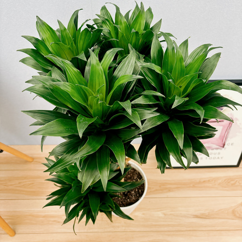 現品］ドラセナ コンパクタ 7号 観葉植物 室内 おしゃれ