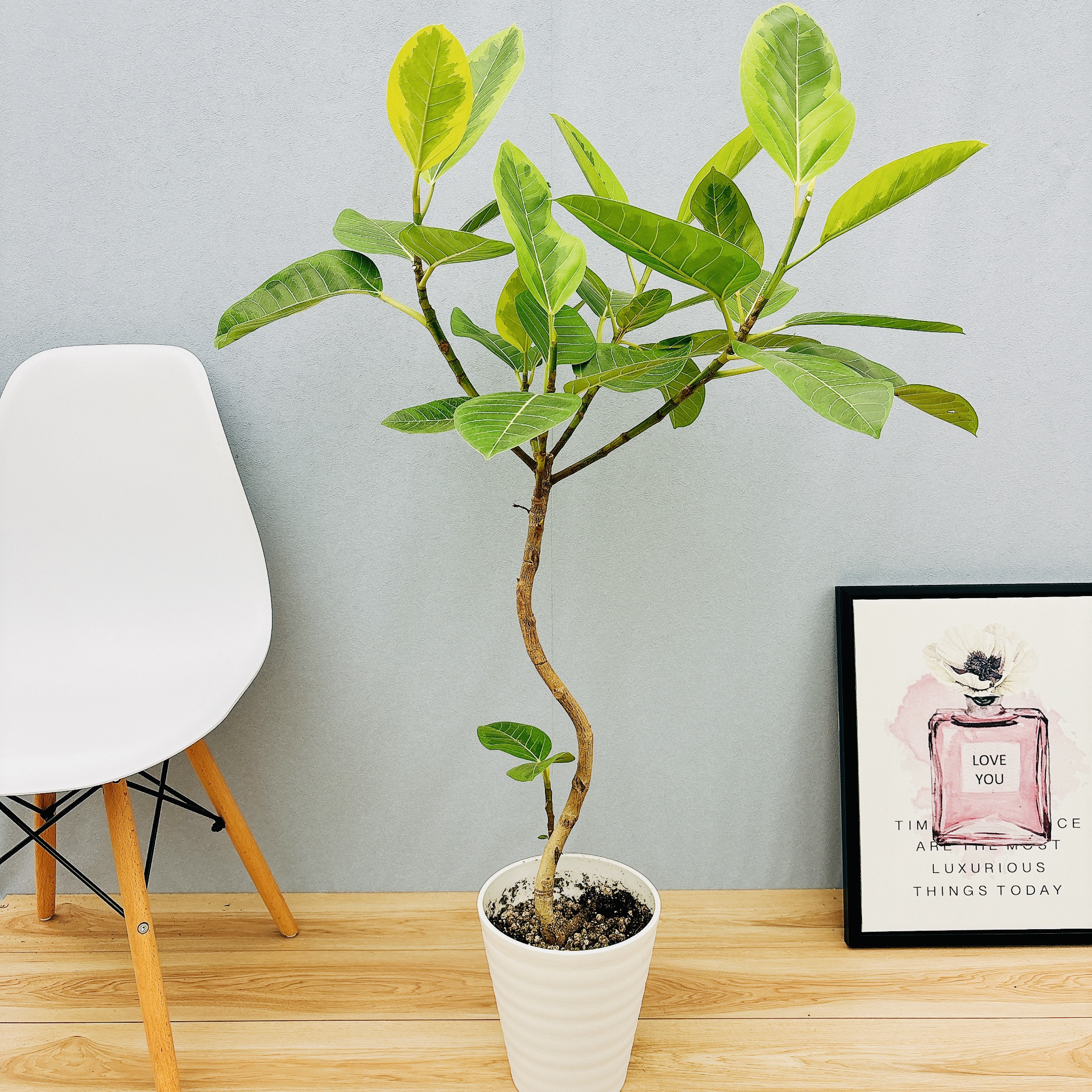 ficus-altissima-1254_0004.jpg?