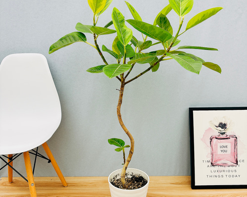 現品］【希少】1番 フィカスジン 曲がり 7号 観葉植物 室内 レア ゴム