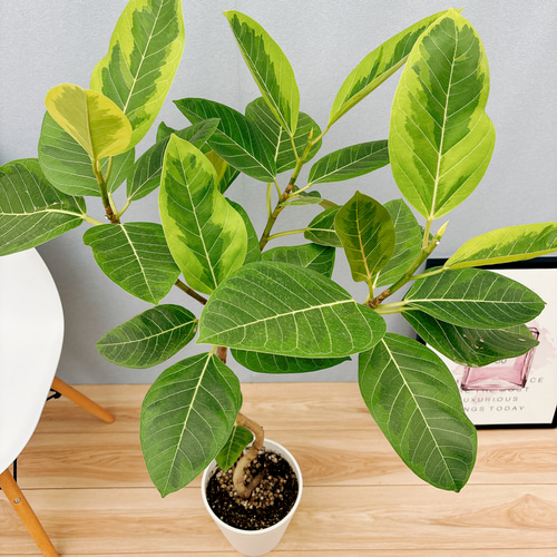 現品］C フィカス アルテシマ 曲がり 7号 観葉植物 室内 ゴムの