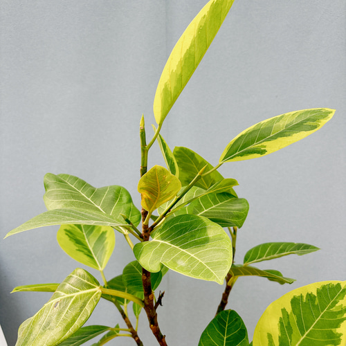 現品］9番 フィカス アルテシマ 曲がり 7号 観葉植物 室内 ゴム