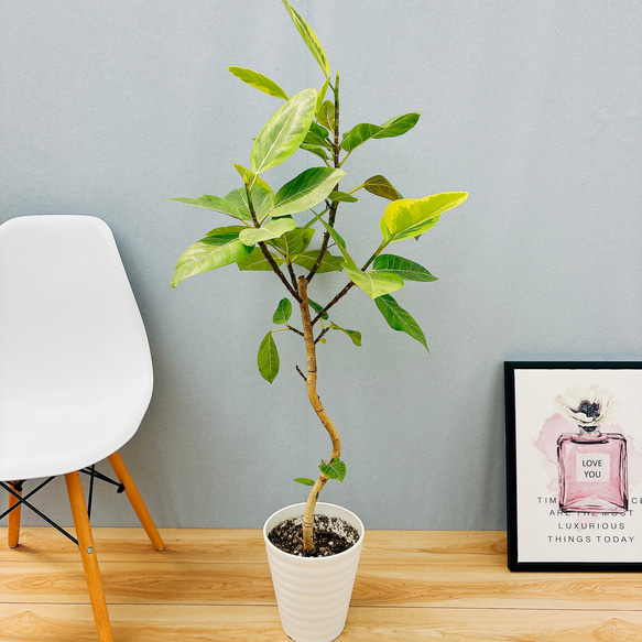 フィカス　アルテシマ　9 フィカス アルテシマ 9 ［現品］9番 フィカス アルテシマ 曲がり