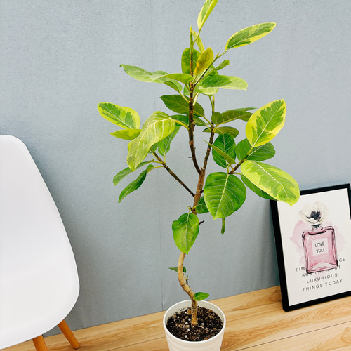 フィカス　アルテシマ　9 フィカス アルテシマゴムの木 9号（0205）インテリア 開店祝い 新築