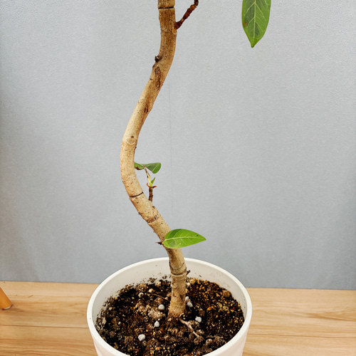 フィカス　アルテシマ　9 現品］9番 フィカス アルテシマ 曲がり 7号 観葉植物 室内 ゴムの木