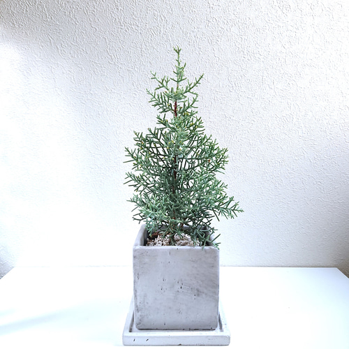 中型コニファー グレー鉢送料無料