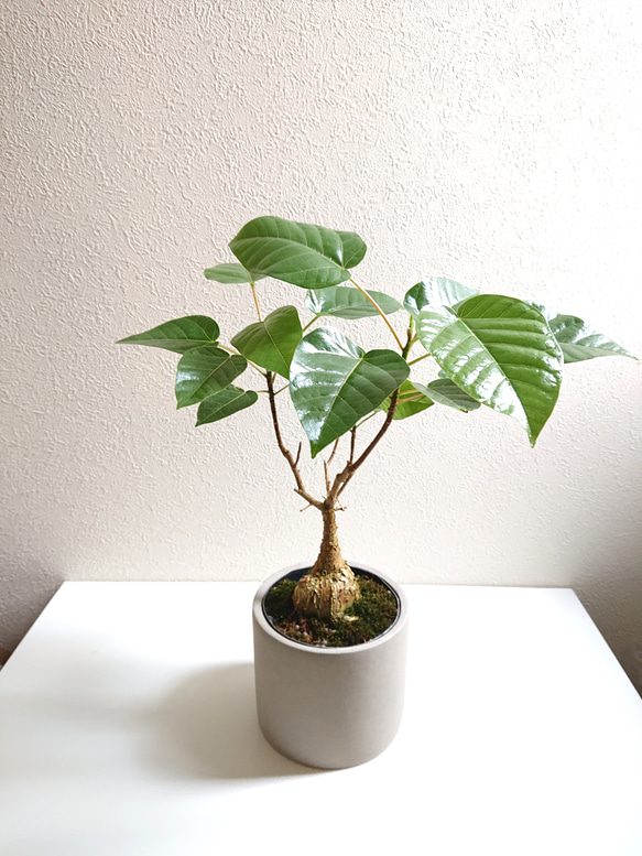 現品　ゴムの木 フィカス　希少　高さ110cm 観葉植物　大型　鉢付　直接引渡し 現品 ゴムの木 フィカス 希少 高さ110cm 観葉植物 大型 鉢付