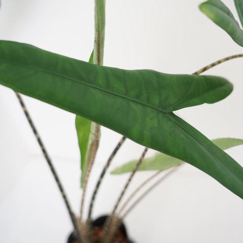 送料込み】現品限り☆希少☆アロカシア・ゼブリナティグリナ・スパーバ